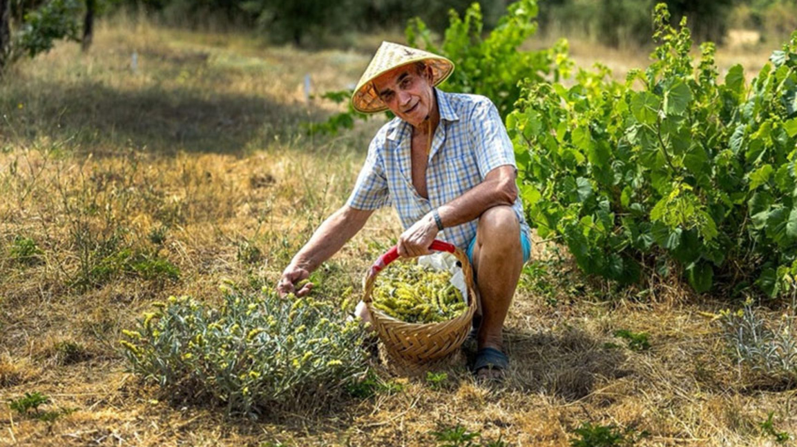 Киро Проданов по време на беритба