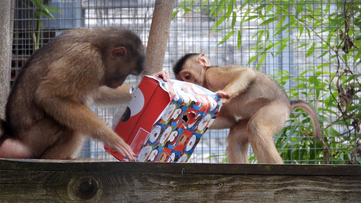 Вкусни подаръци получиха маймунките в Софийския зоопарк