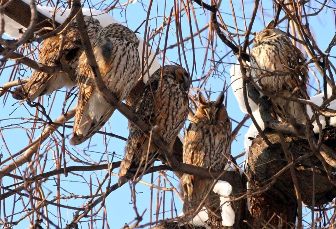 В " Денят на совите"