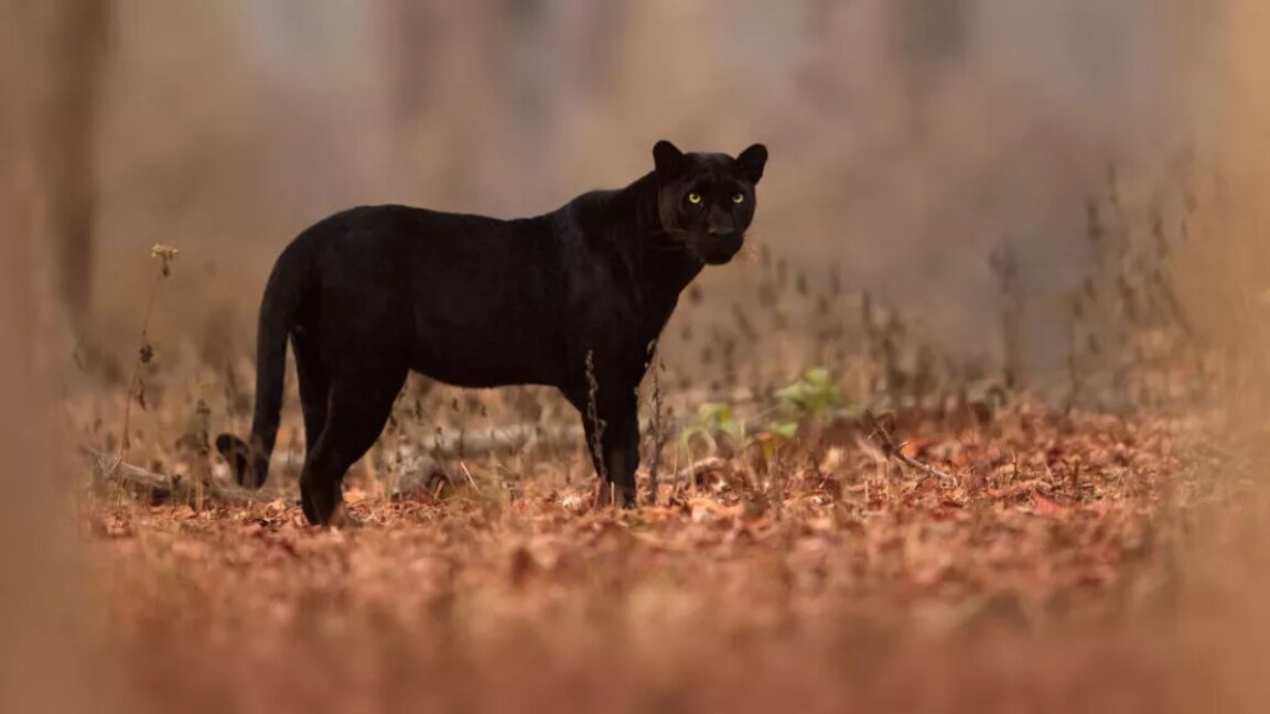 Siyah Leopar, Razgrad’ın Beli Lom köyü yakınlarında görüldü