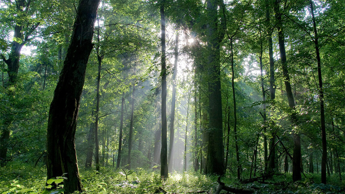 President Radev attends launch of Forest Week at Alexander Nevsky Cathedral