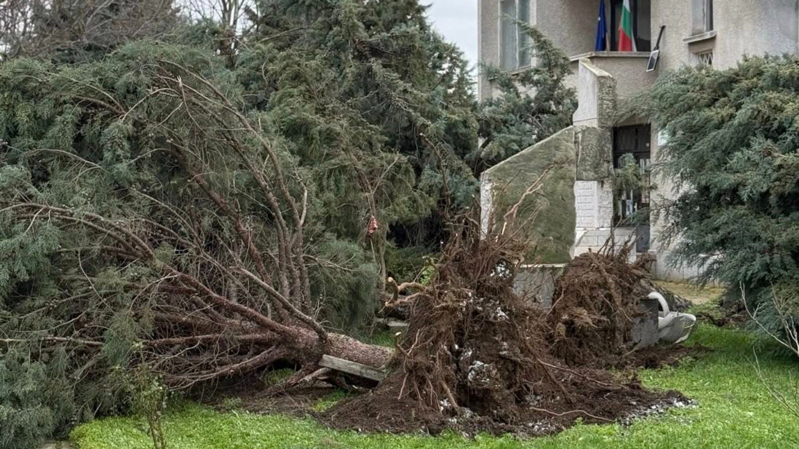 паднало дърво