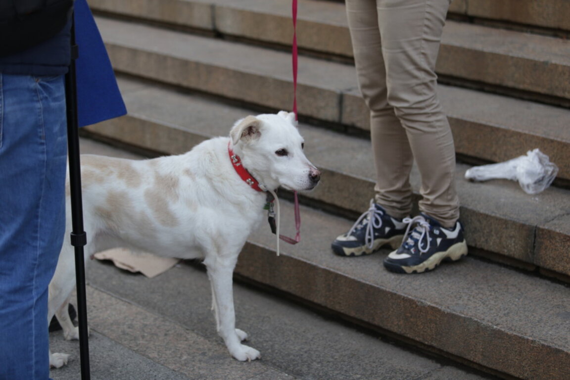 Явор Колев: Има корелация между насилието над животни и сексуалното насилие над деца