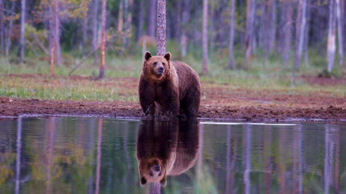 Borino launches first plan for coexistence with bears in Bulgaria