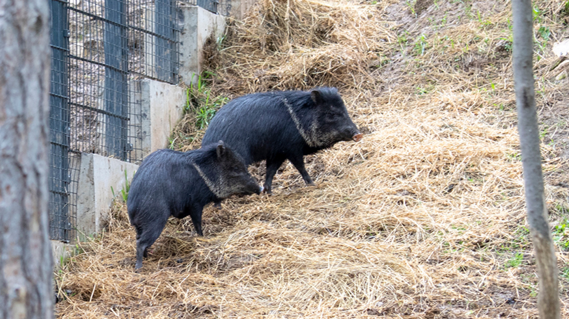 Volunteers renovate the home of collared peccaries in Stara Zagora