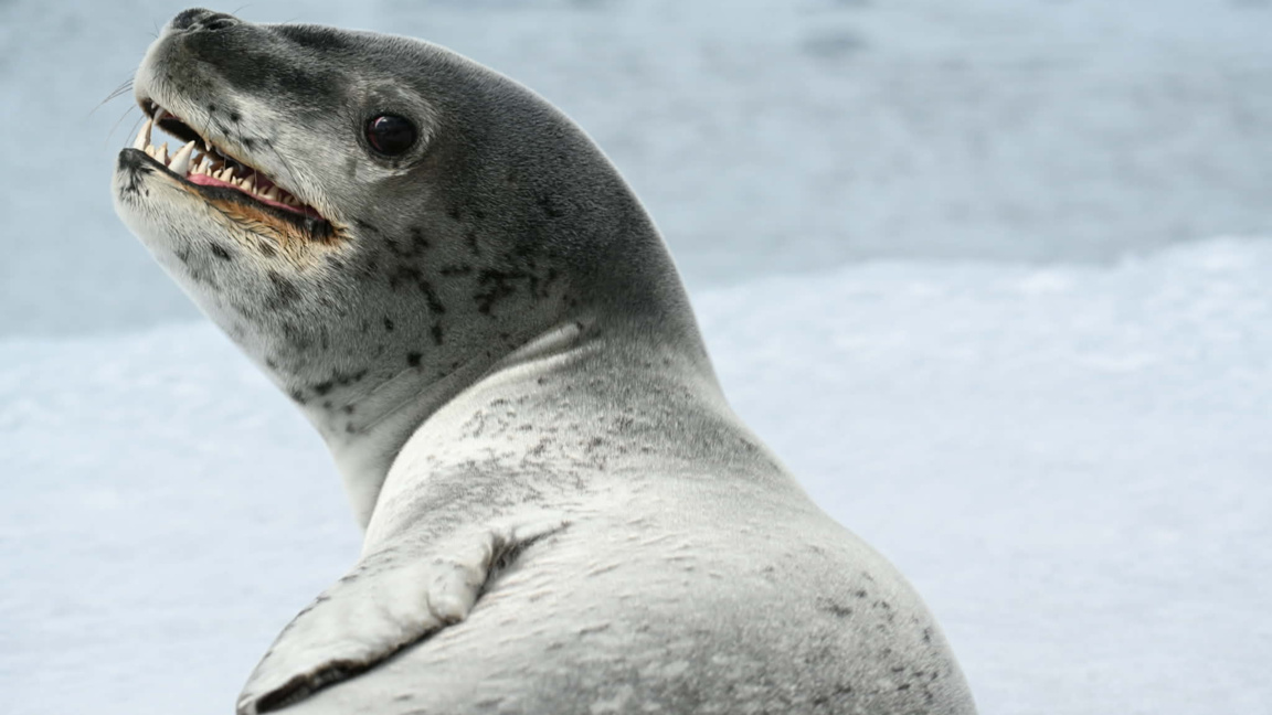 Леопардовият тюлен - върховния хищник ...