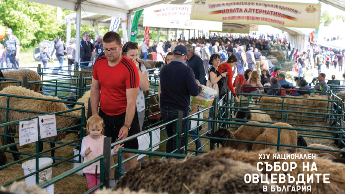 Ulusal Koyun Yetiştiricileri Şenlikleri 22 ile 24 Mayıs arasında düzenlenecek