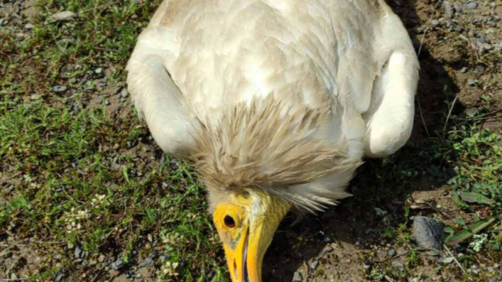 Започна разследване за убит египетски лешояд край село Храстово