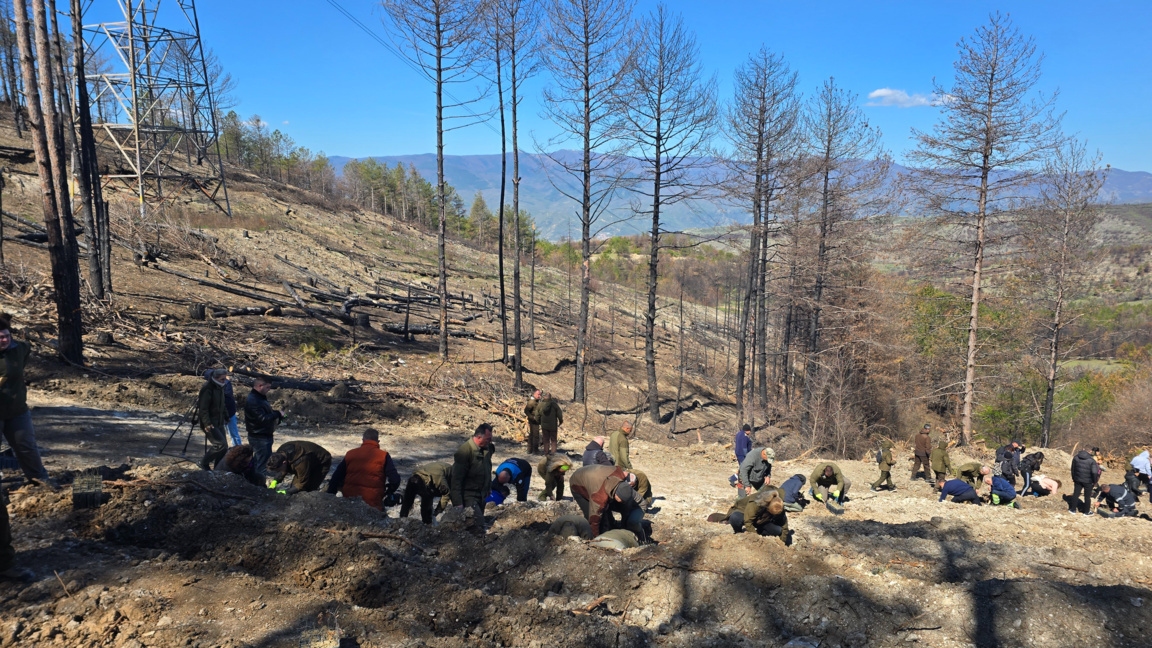 Залесяване на опожарени гори в Пирин