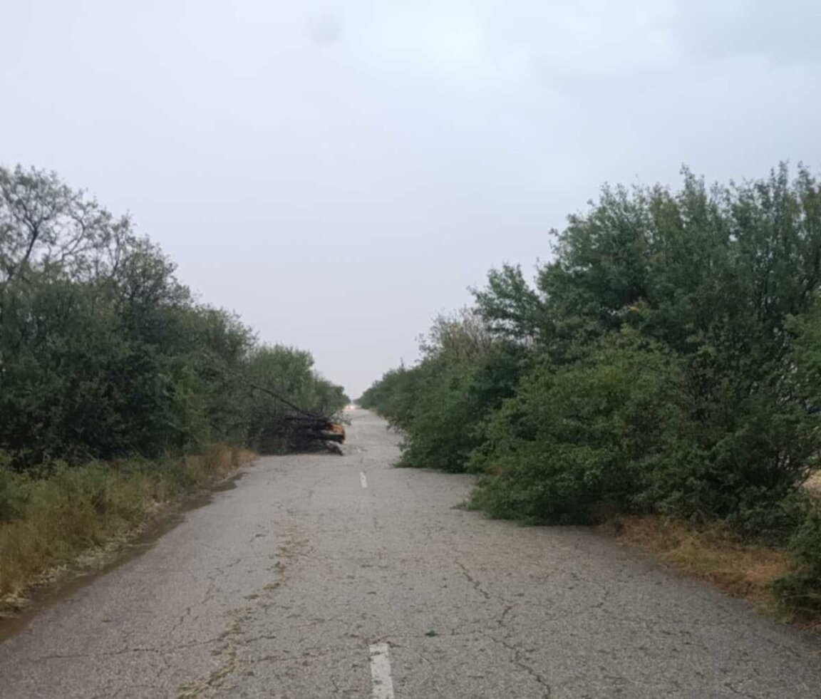 В област Плевен разчистват от паднали клони и дървета след силен вятър и дъжд