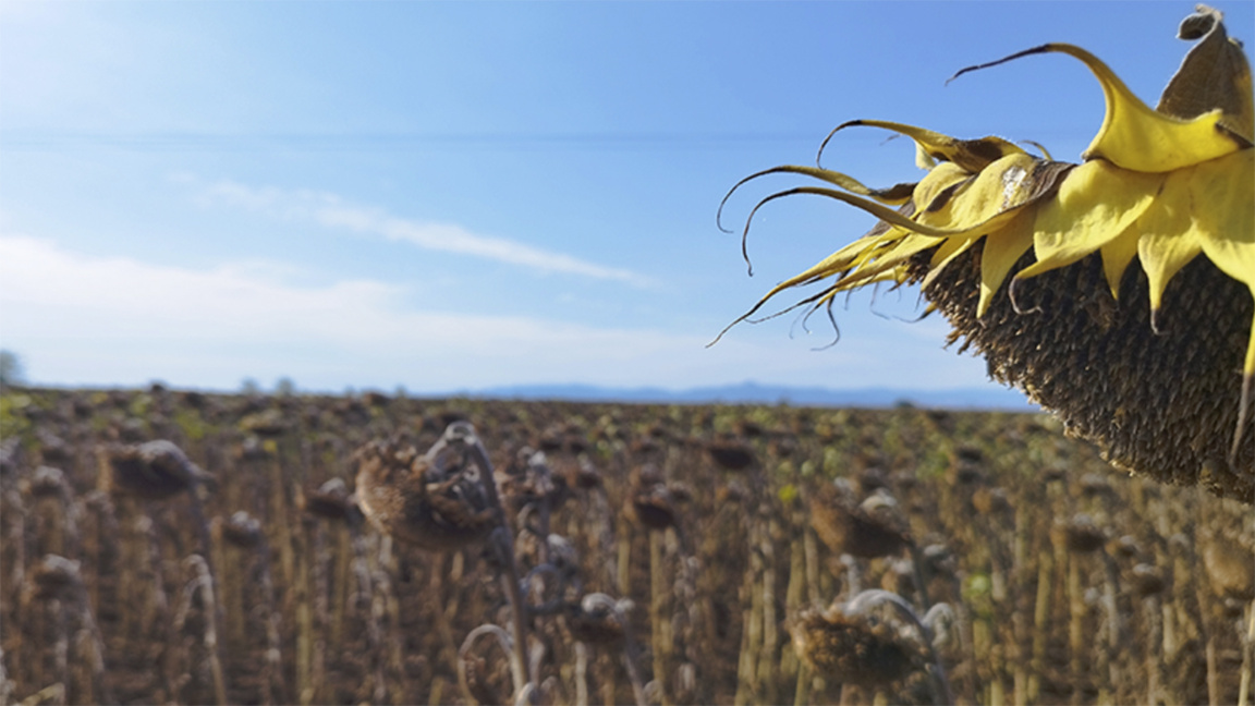 Bulgarischer Bauernverband bangt um Mitgliedschaft in Copa-Cogeca