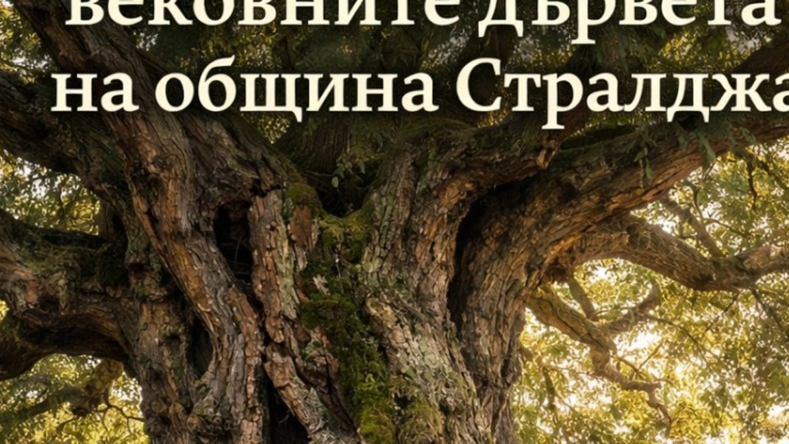 Конкурс за откриване на стари и вековни дървета  в Стралджа