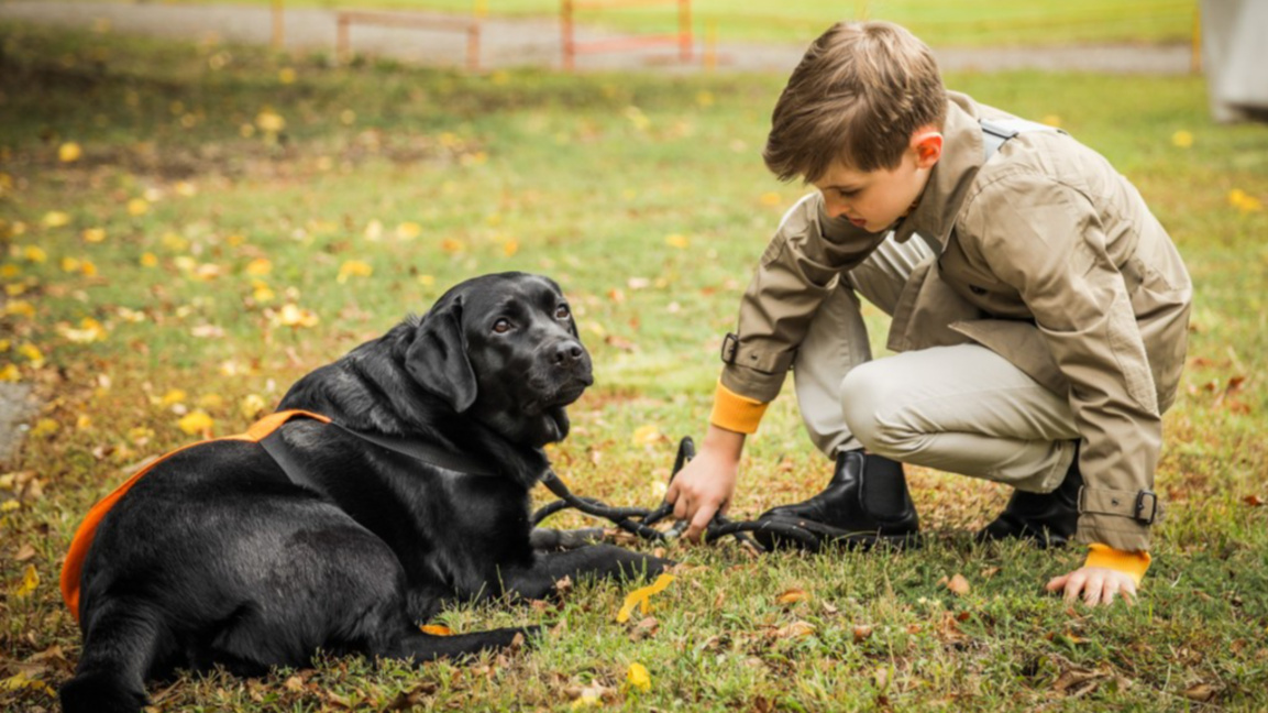 кучетата на "Четири лапи"