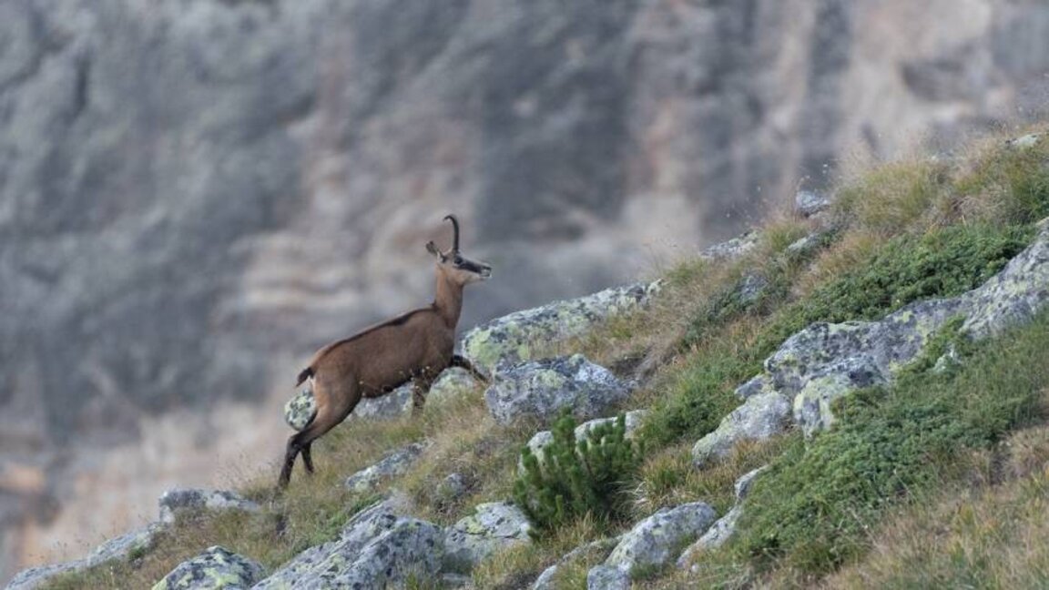Parku Kombëtar "Rilla"
