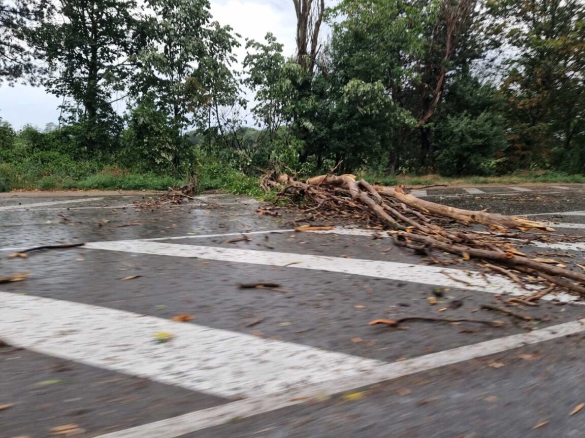 Echipele de remediere a pagubelor din Șumen curăță copacii căzuți din cauza vântului puternic