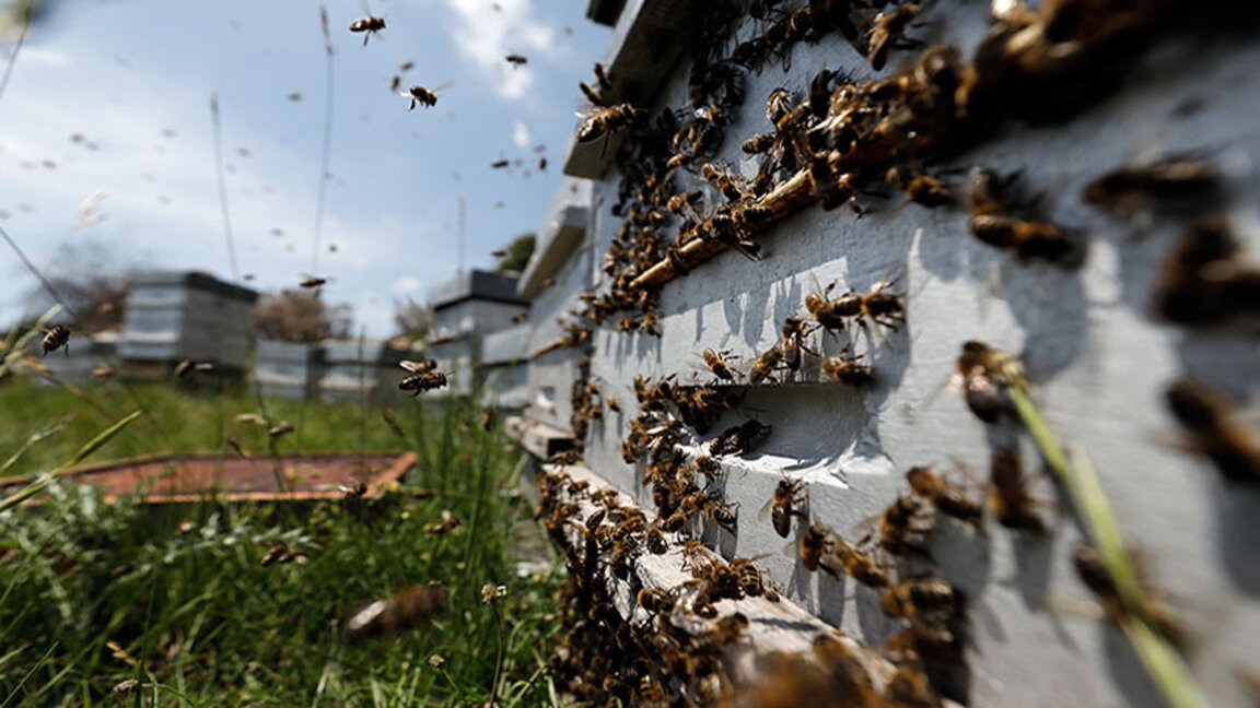 „Grüne Bewegung“ fordert Schutz von Bienen vor gefährlichen Chemikalien