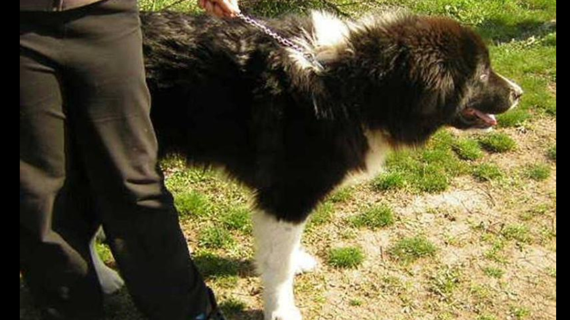 200 домашни кучета са регистрирани в Общ...