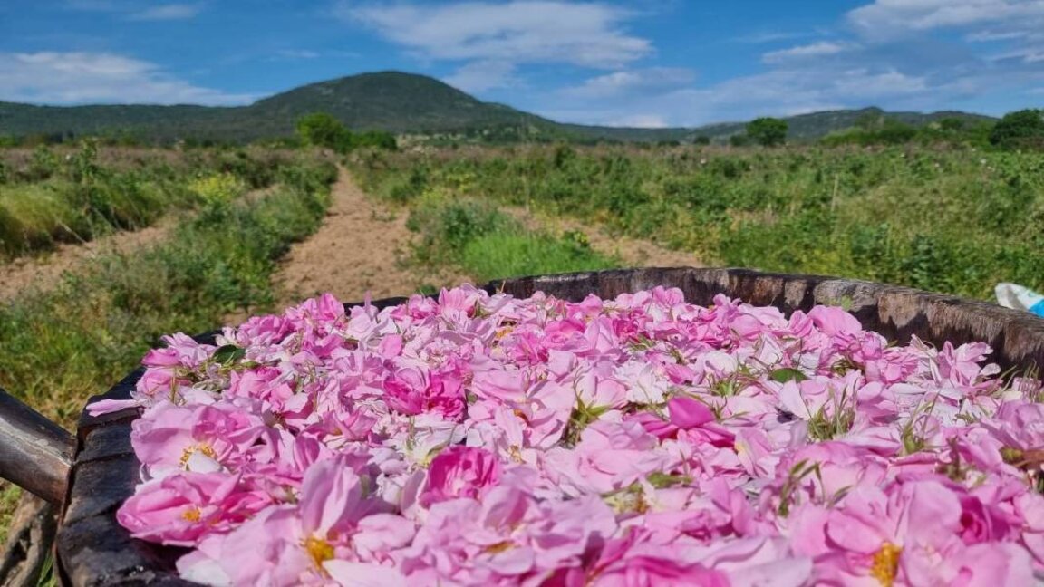 Karlovo welcomes thousands for Rose Festival