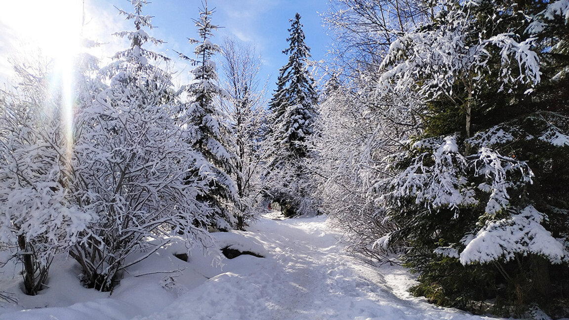 A walk along the snowy paths of Vitosha Mountain