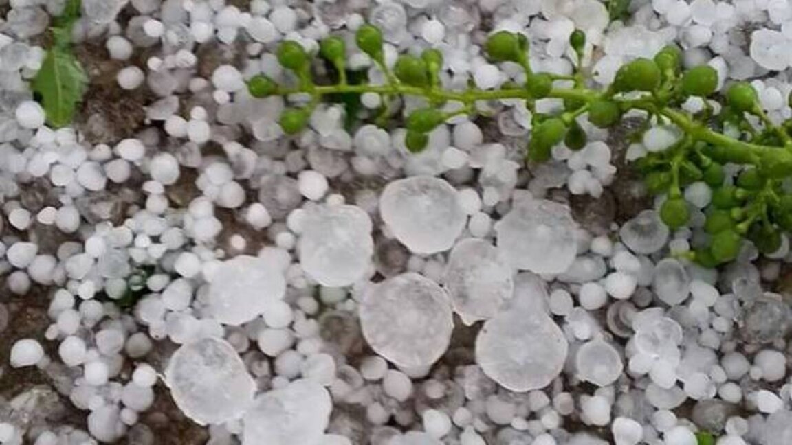 Градушка с размери на лешник е унищожи реколтата в селата