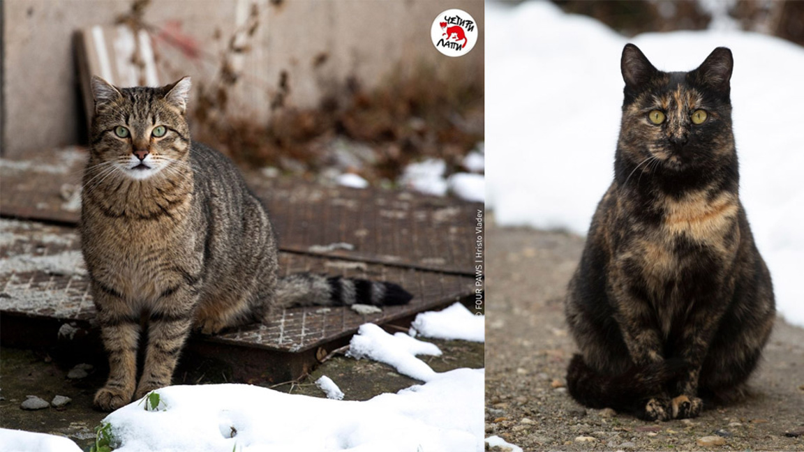 Всеки може да заяви кастрация на до 2 от "Котките на София"