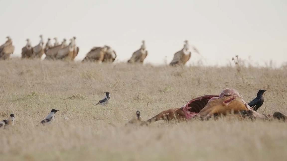 Антифриз вероятно е убил лешоядите в Кот...