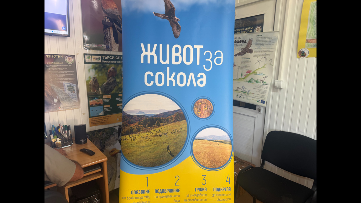 Как ловният сокол се завърна в България