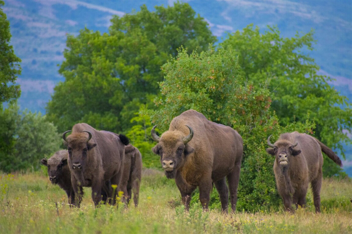 Réintroduction réussie du bison d'Europe en Bulgarie...