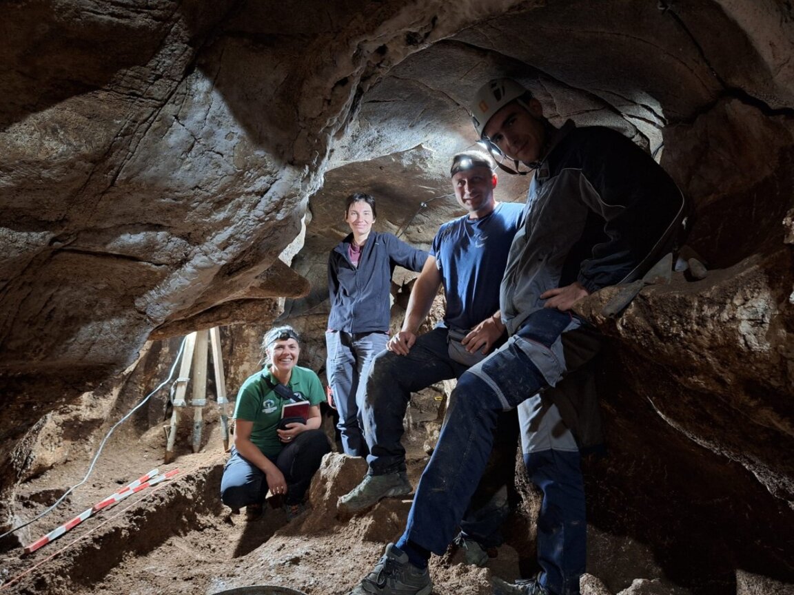 Archaeologists find a cave lion tooth during excavations at the cave dwelling ''Chaya''