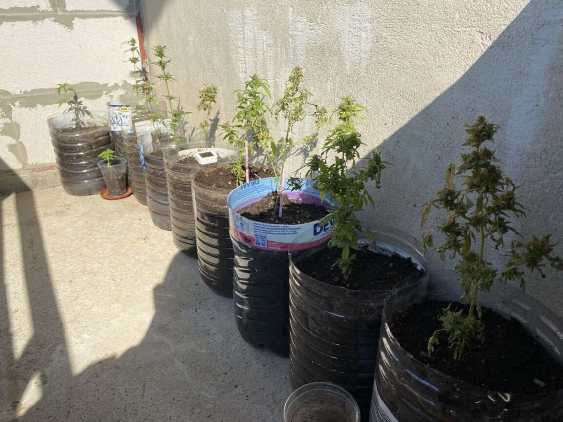 Марихуана на терасата