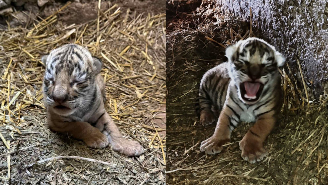 Stara Zagora zoo looks for name for newborn Bengal tiger cub