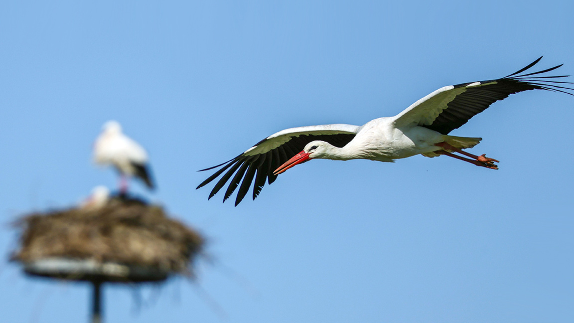 Folk beliefs about storks and swallows ...