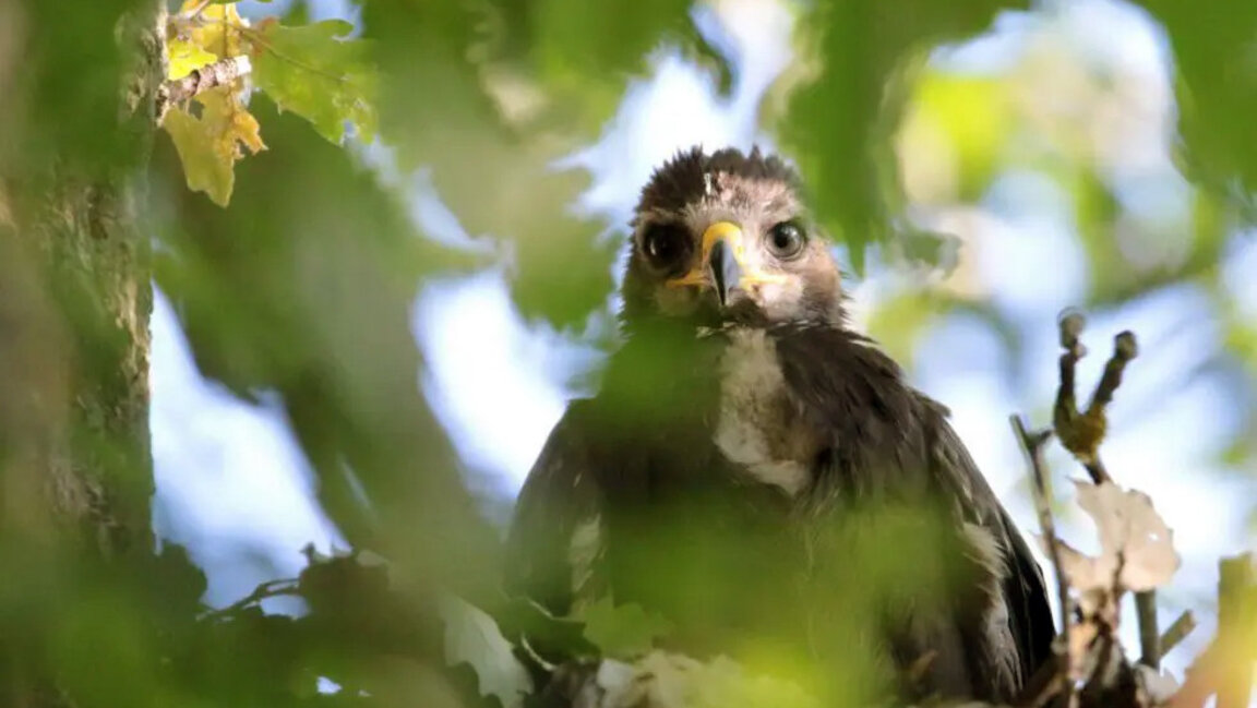 Малкият креслив орел Илия