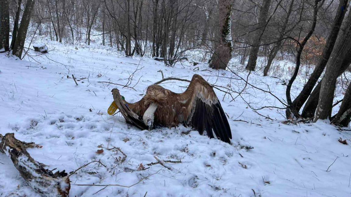 Отровени лешояди: Разследването на такива престъпления е затруднено