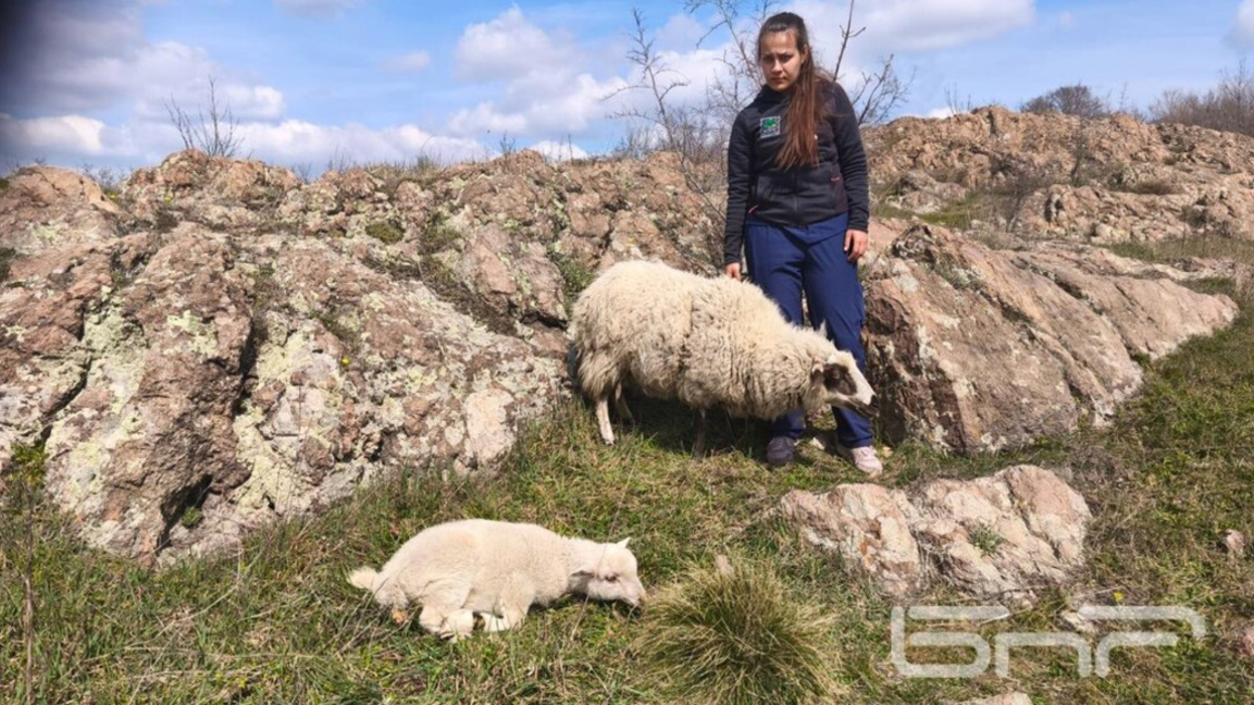 Uçurum içinde mahsur kalan koyunları kurtarma operasyonunda mutlu son 