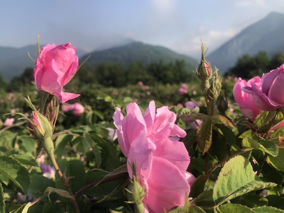 Fête de la rose à Gourkovo...